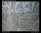 bacillus mycoides